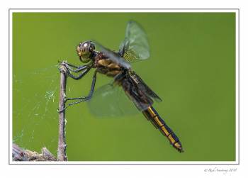 Dragonfly 9 copy copy.jpg